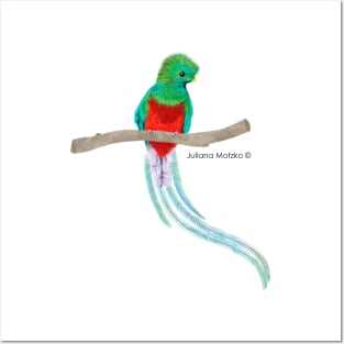 Quetzal Bird Posters and Art